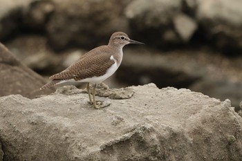 イソシギ 東京港野鳥公園 2023年8月16日(水)