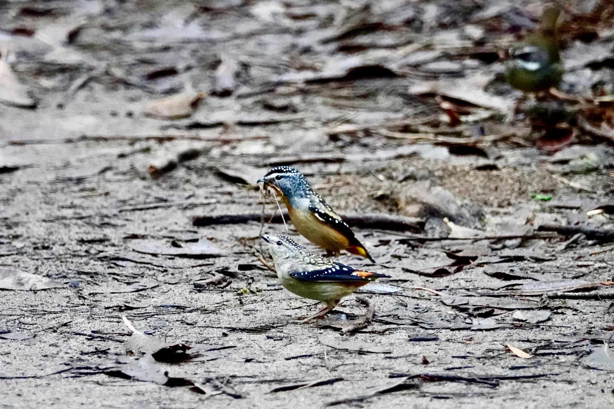 Spotted Pardalote