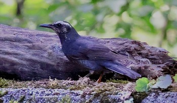 Siberian Thrush Yanagisawa Pass Fri, 8/11/2023