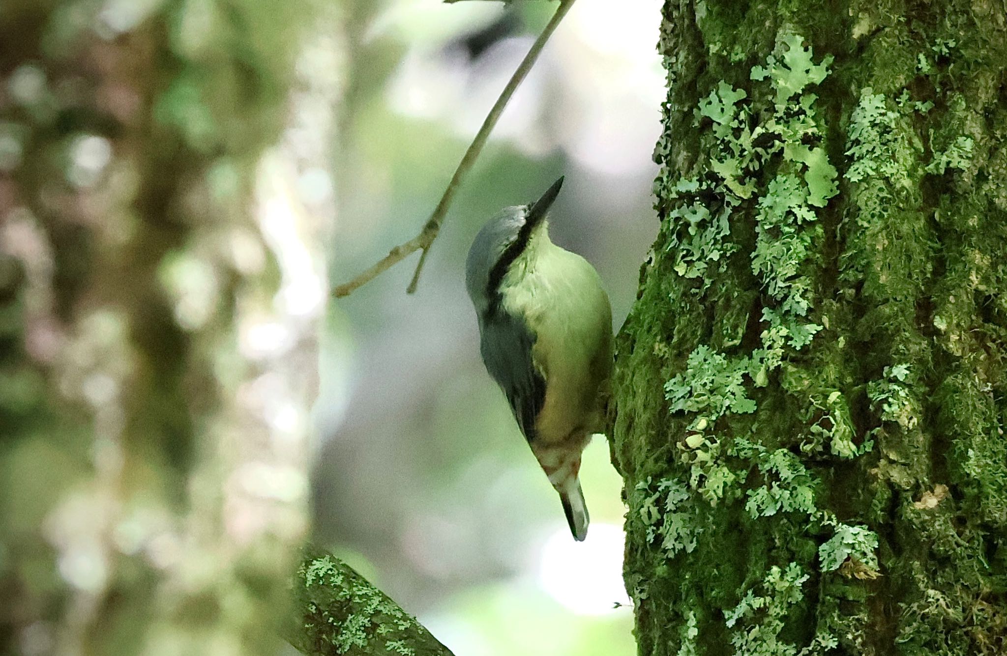 Eurasian Nuthatch