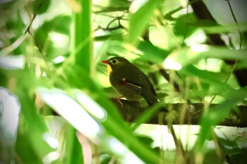 Red-billed Leiothrix Yanagisawa Pass Fri, 8/11/2023