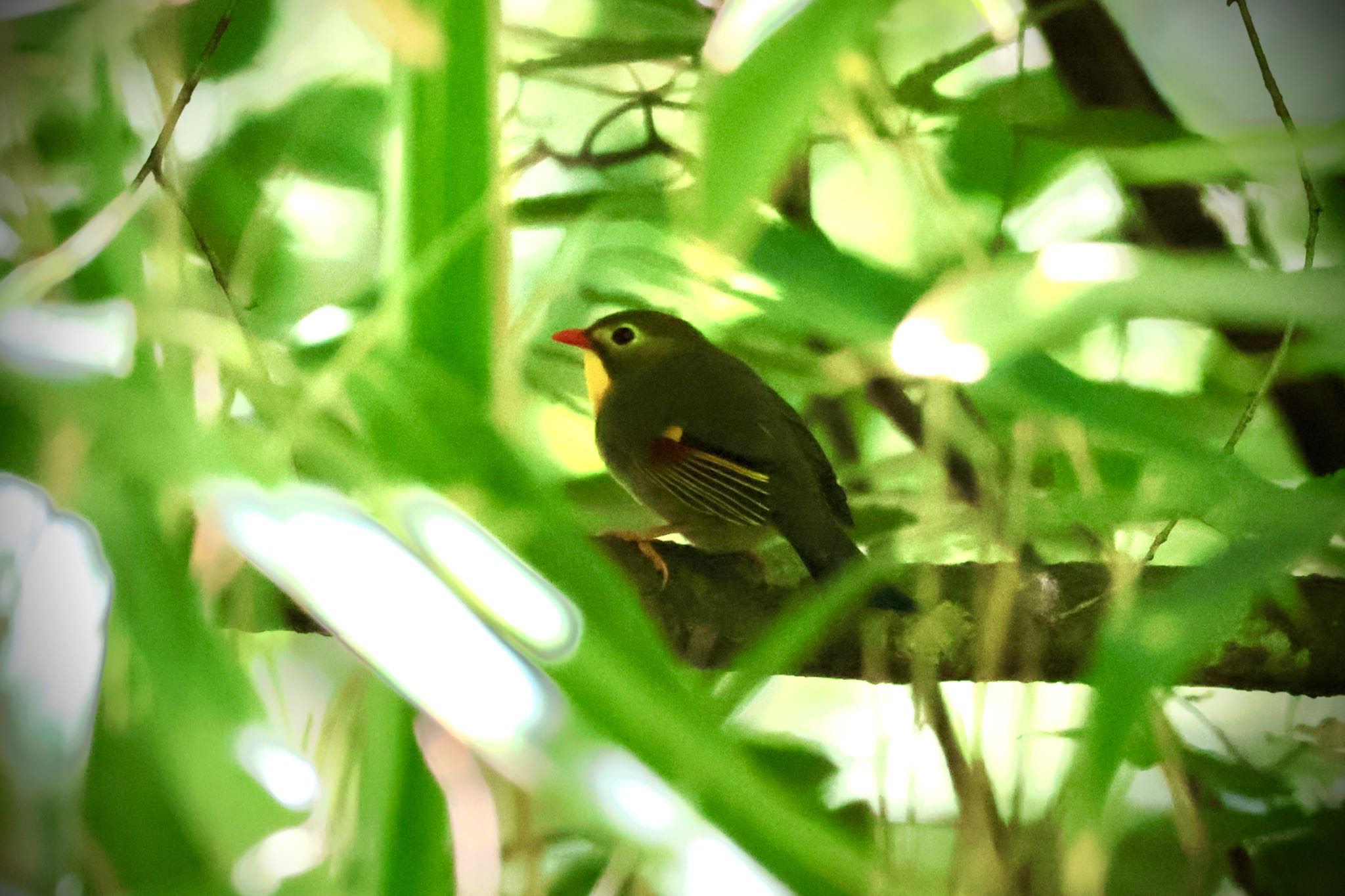 Red-billed Leiothrix