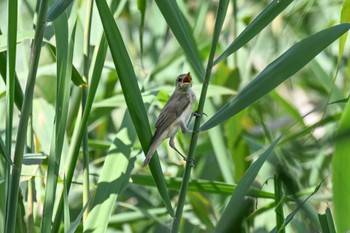 Oriental Reed Warbler 黒浜沼 Thu, 8/17/2023