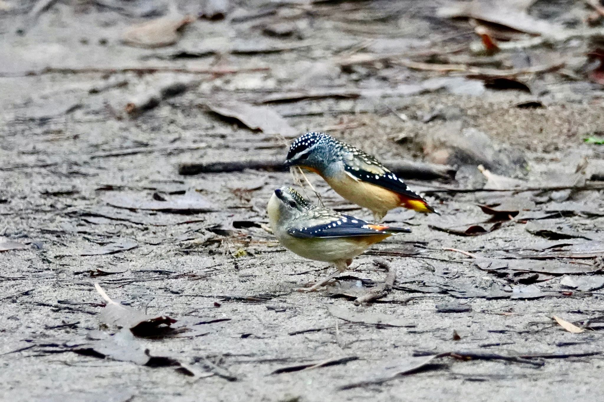 Spotted Pardalote