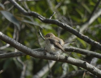 Red-breasted Flycatcher 埼玉県 Sat, 12/31/2022