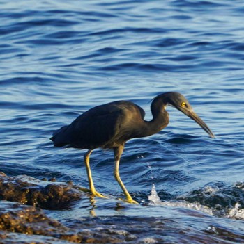 Pacific Reef Heron 観音崎公園 Fri, 8/18/2023