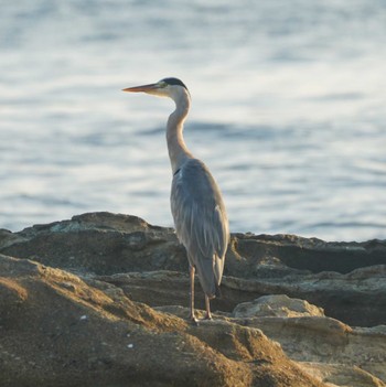 Grey Heron 観音崎公園 Fri, 8/18/2023