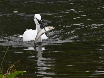 2023年8月18日(金) 江津湖の野鳥観察記録