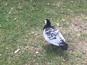 Barnacle Goose ヘルシンキ Unknown Date