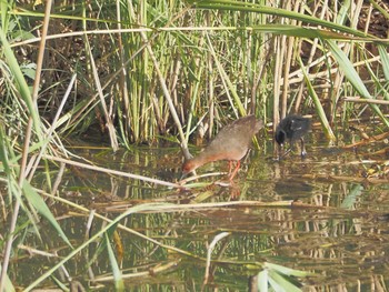 Fri, 8/18/2023 Birding report at 勅使池(豊明市)