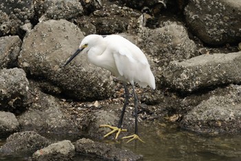 コサギ 東京港野鳥公園 2023年8月16日(水)