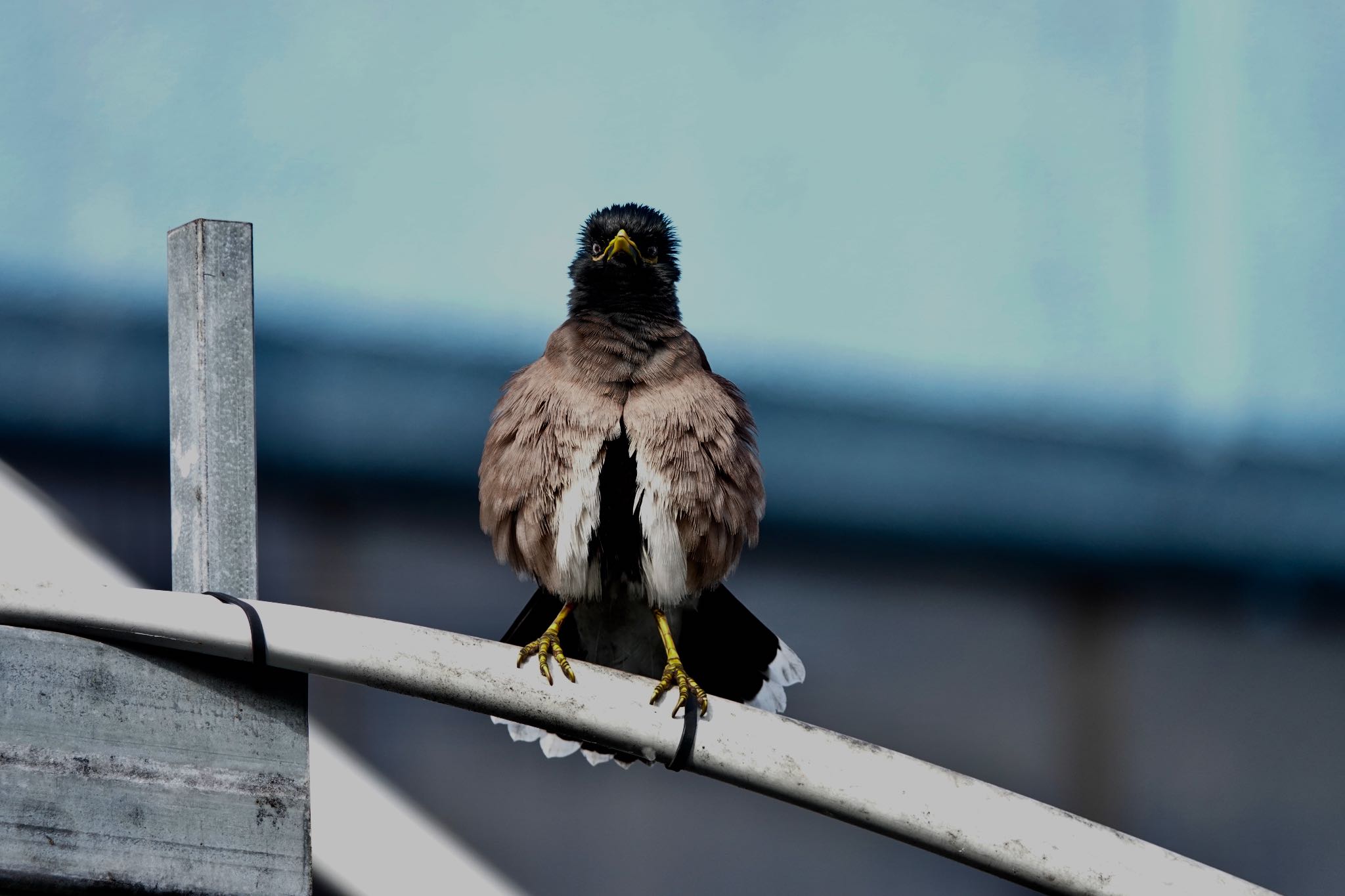 Common Myna