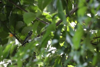 シジュウカラ 大阪城公園 2023年8月18日(金)