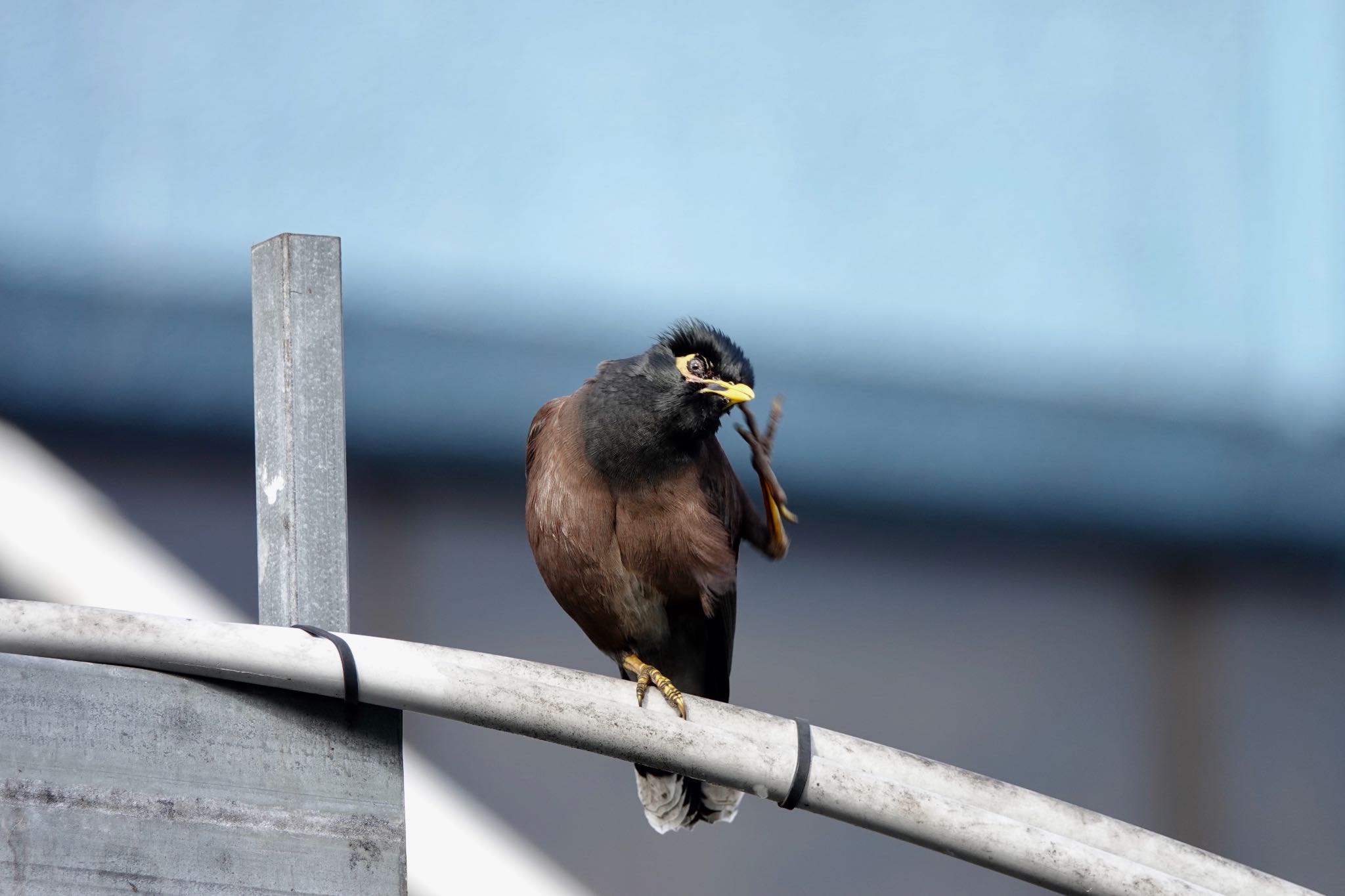 Common Myna