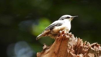 ゴジュウカラ 蔦野鳥の森(青森県十和田市) 2023年8月18日(金)