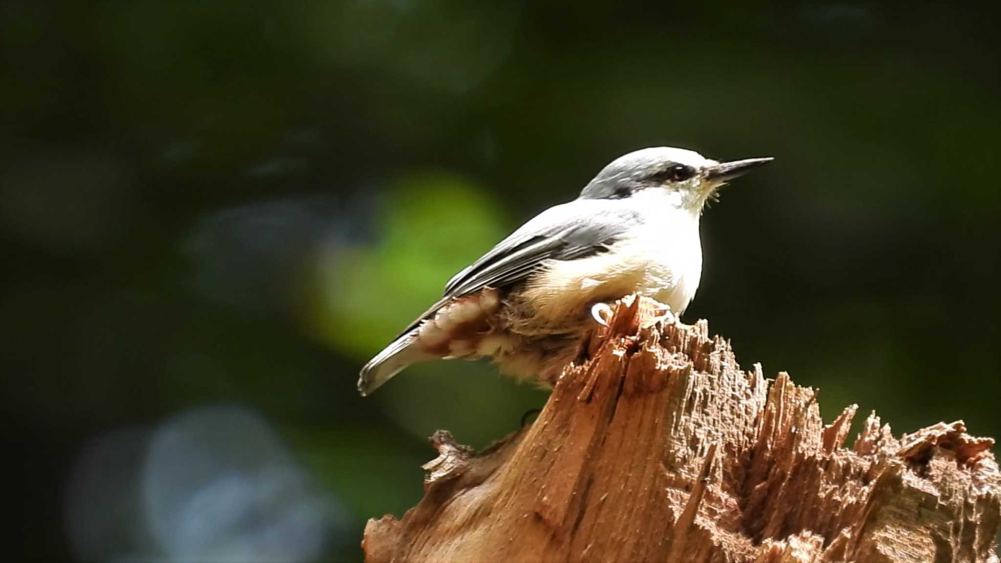 Photo of Eurasian Nuthatch at 蔦野鳥の森(青森県十和田市) by 緑の風