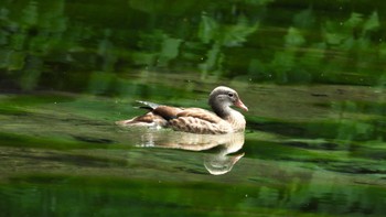 オシドリ 蔦野鳥の森(青森県十和田市) 2023年8月18日(金)