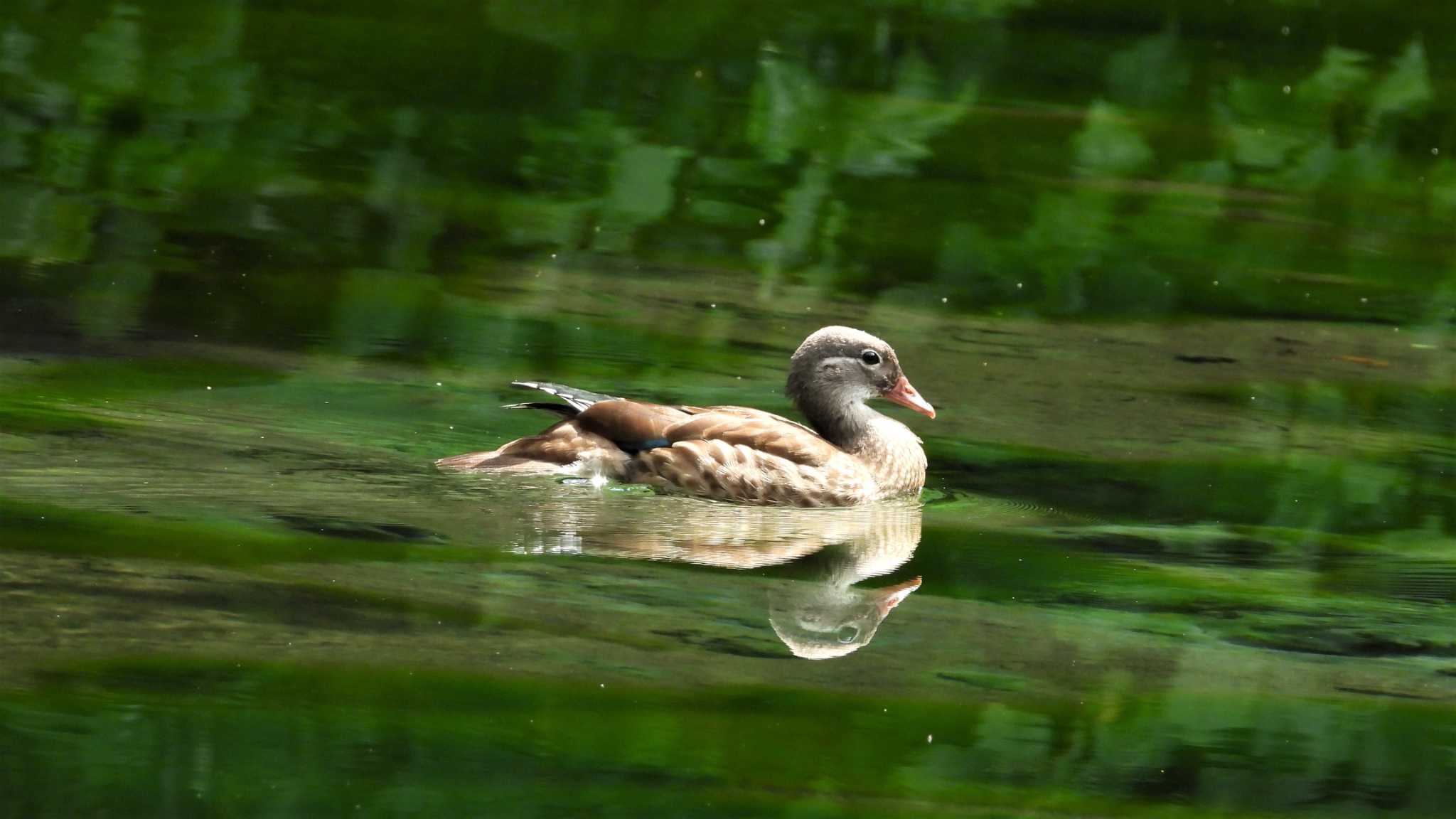 Mandarin Duck