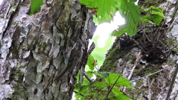 キバシリ 蔦野鳥の森(青森県十和田市) 2023年8月18日(金)