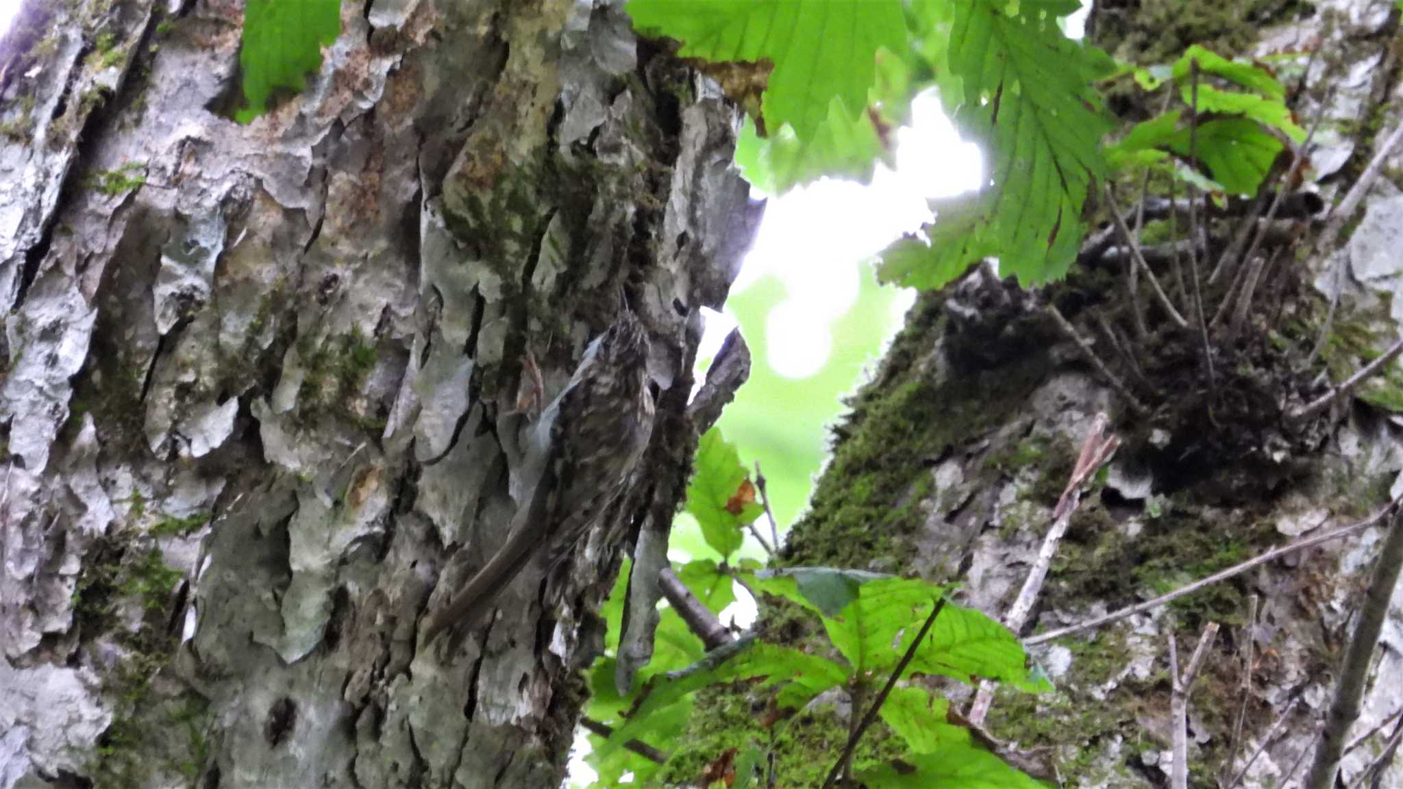 Eurasian Treecreeper