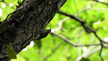 Fri, 8/18/2023 Birding report at 蔦野鳥の森(青森県十和田市)