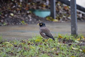 Common Myna Unknown Spots Thu, 6/28/2018