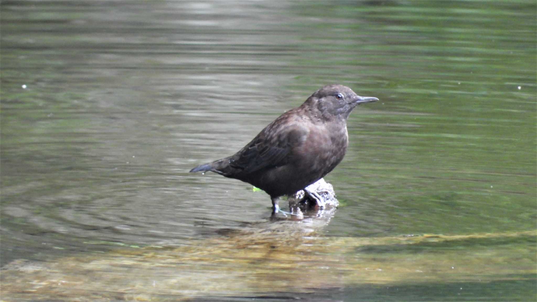 Brown Dipper