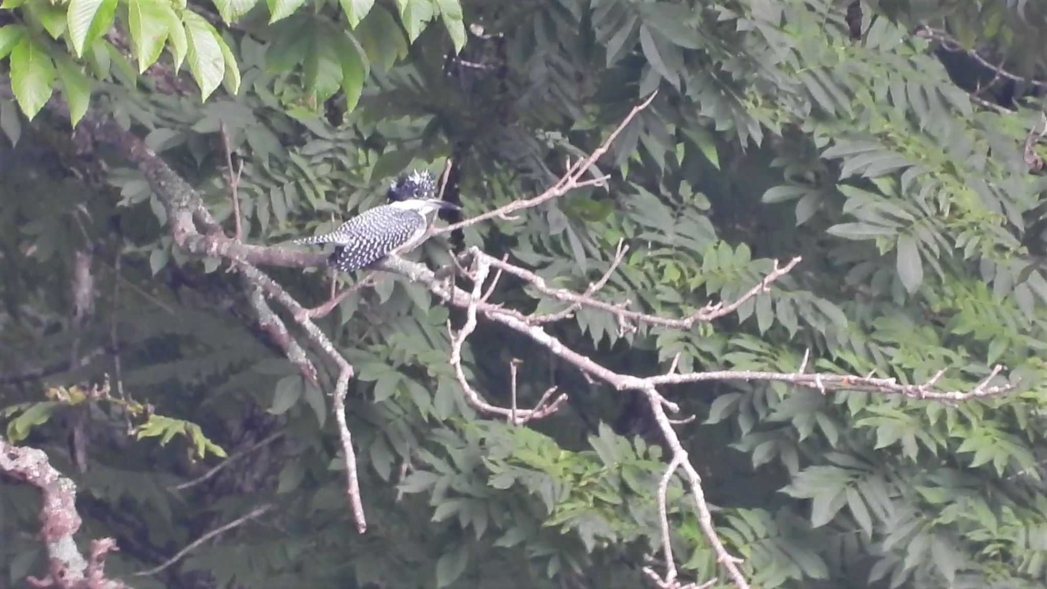 Crested Kingfisher