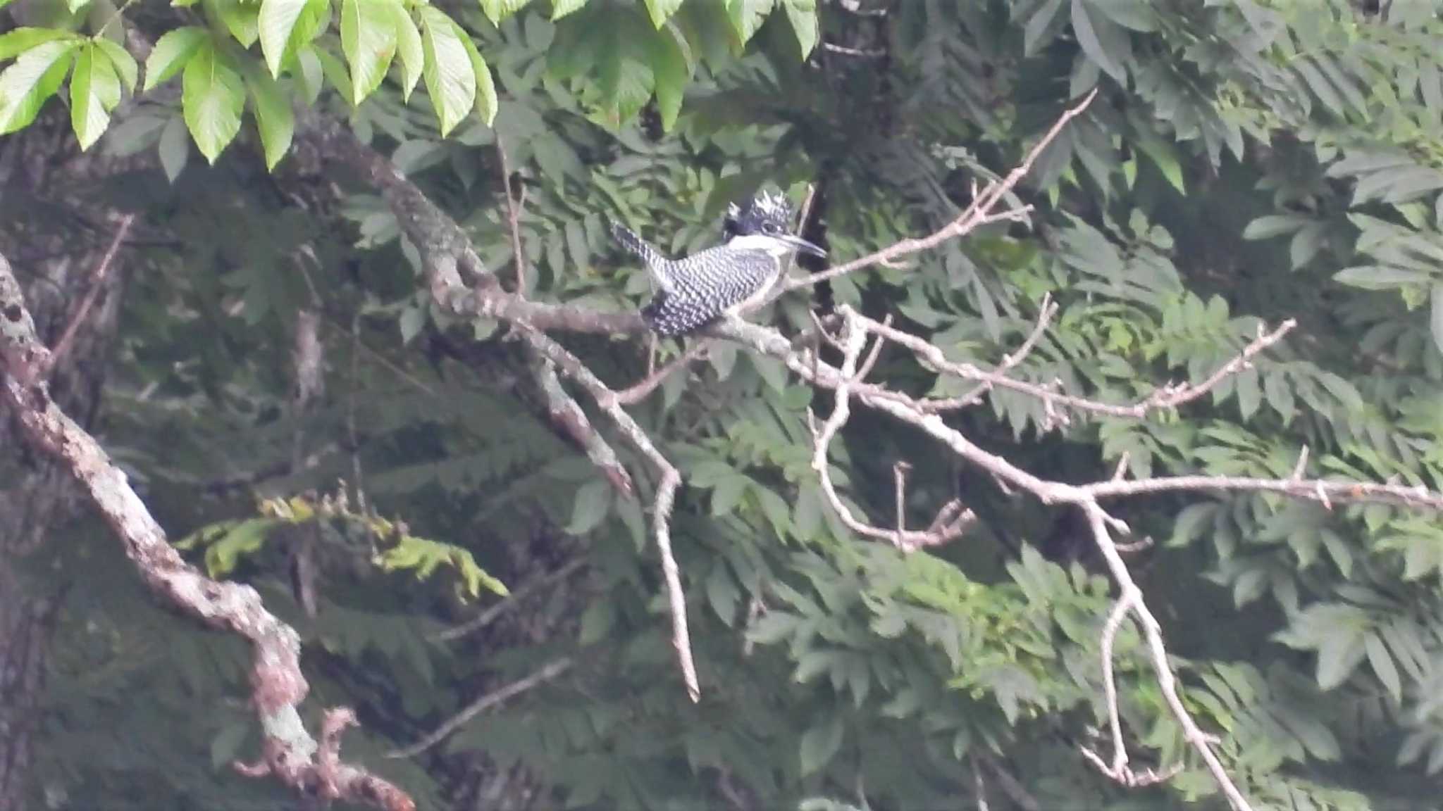 Crested Kingfisher