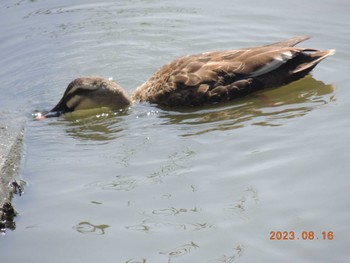 カルガモ 葛西臨海公園 2023年8月16日(水)