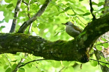 Japanese Green Woodpecker 奥入瀬渓流 Sun, 5/21/2023