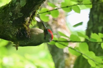 Japanese Green Woodpecker 奥入瀬渓流 Sun, 5/21/2023