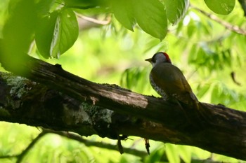 Japanese Green Woodpecker 奥入瀬渓流 Sun, 5/21/2023