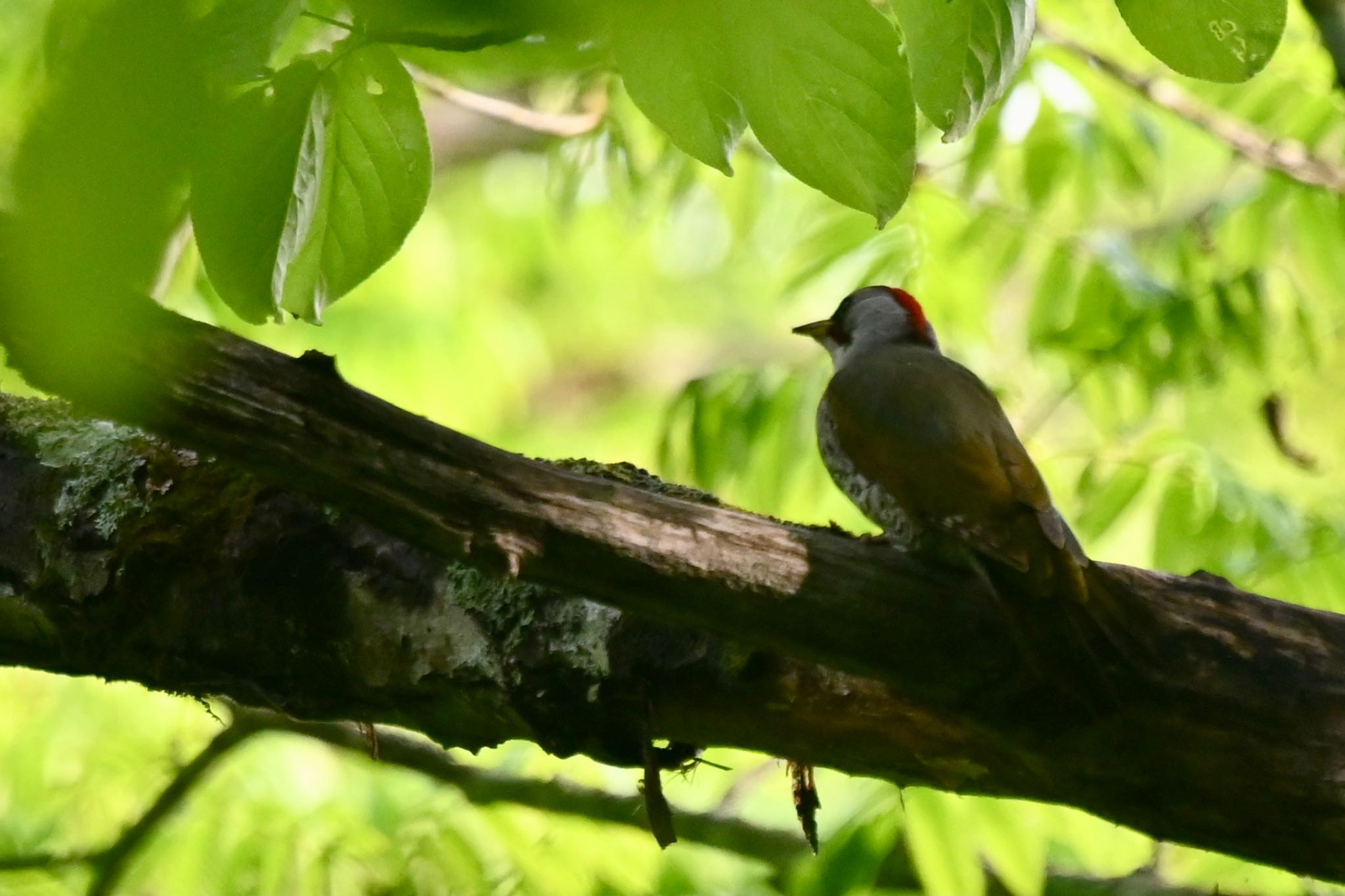 Photo of Japanese Green Woodpecker at 奥入瀬渓流 by Z秀丸