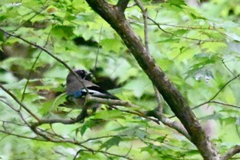 Eurasian Jay 奥入瀬渓流 Sun, 5/21/2023