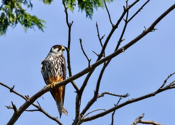 Eurasian Hobby 山形県 Sun, 8/19/2018