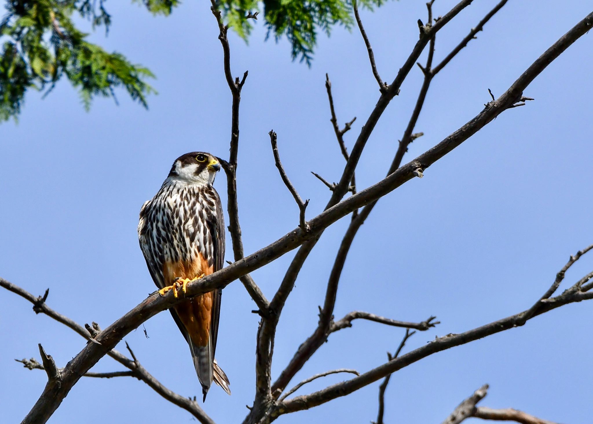 Photo of Eurasian Hobby at 山形県 by しゃちく(週末のすがた)