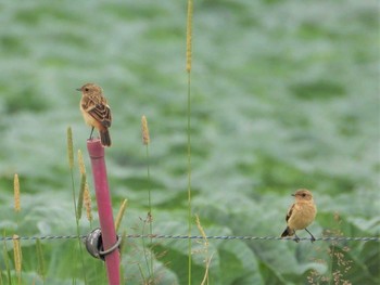 Amur Stonechat 嬬恋村 Tue, 7/25/2023