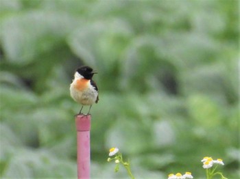 Amur Stonechat 嬬恋村 Tue, 7/25/2023