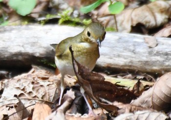 Siberian Blue Robin Yanagisawa Pass Tue, 8/15/2023