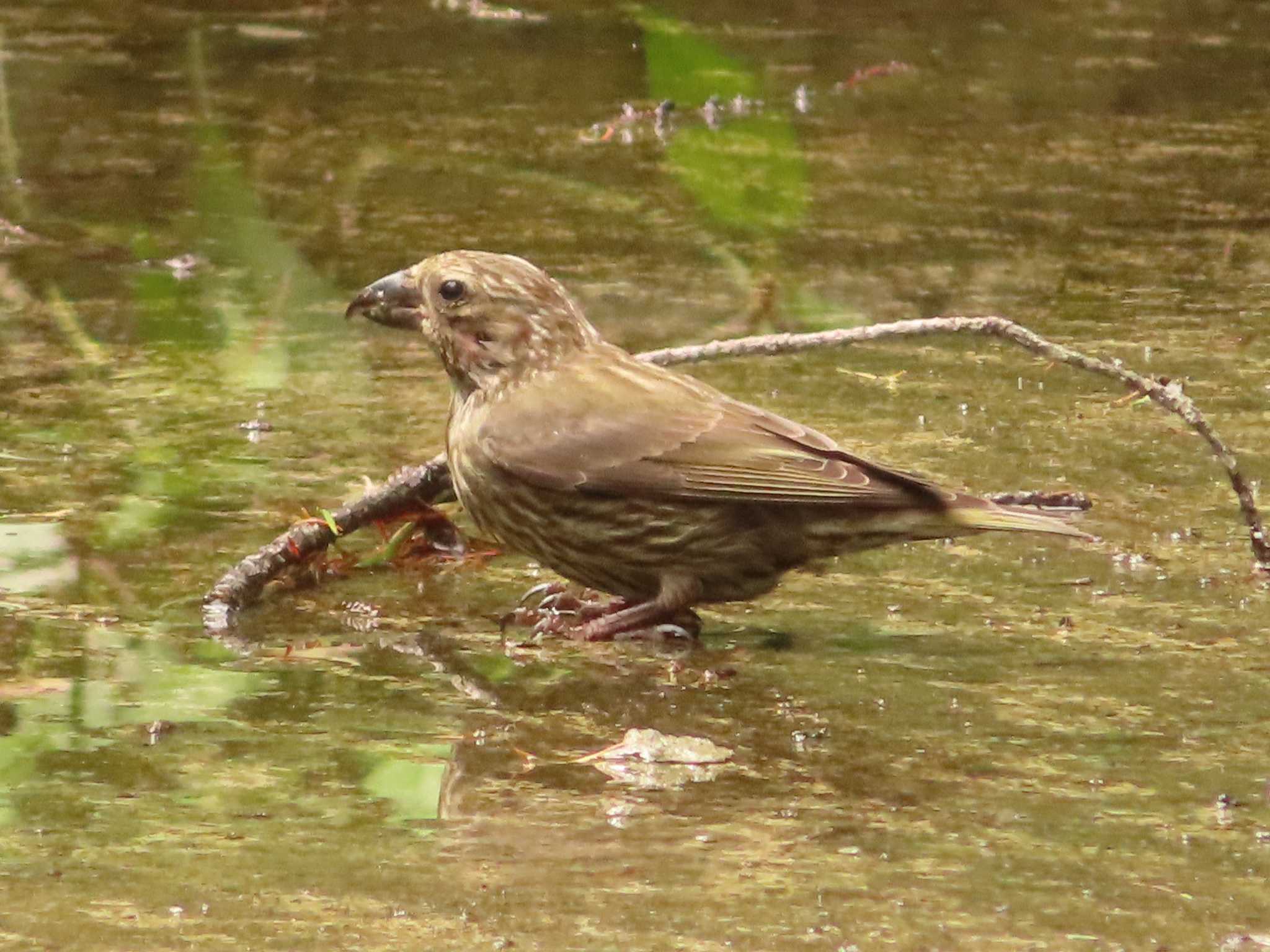 Photo of Red Crossbill at 創造の森(山梨県) by ゆ