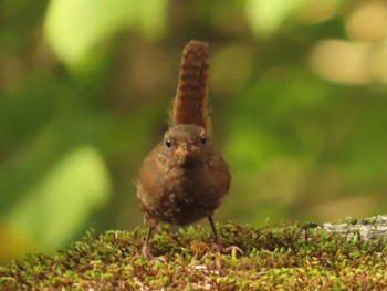 2023年8月18日(金) 柳沢峠の野鳥観察記録