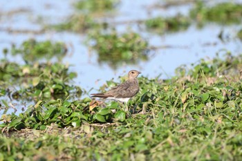 Oriental Pratincole 小山市 Sat, 7/29/2023