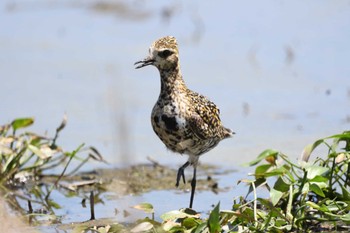 ムナグロ 小山市 2023年7月29日(土)