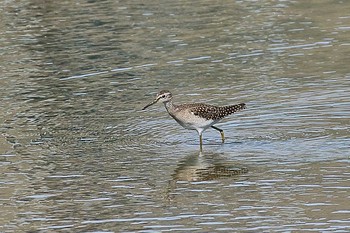 タカブシギ 場所が不明 2018年8月22日(水)