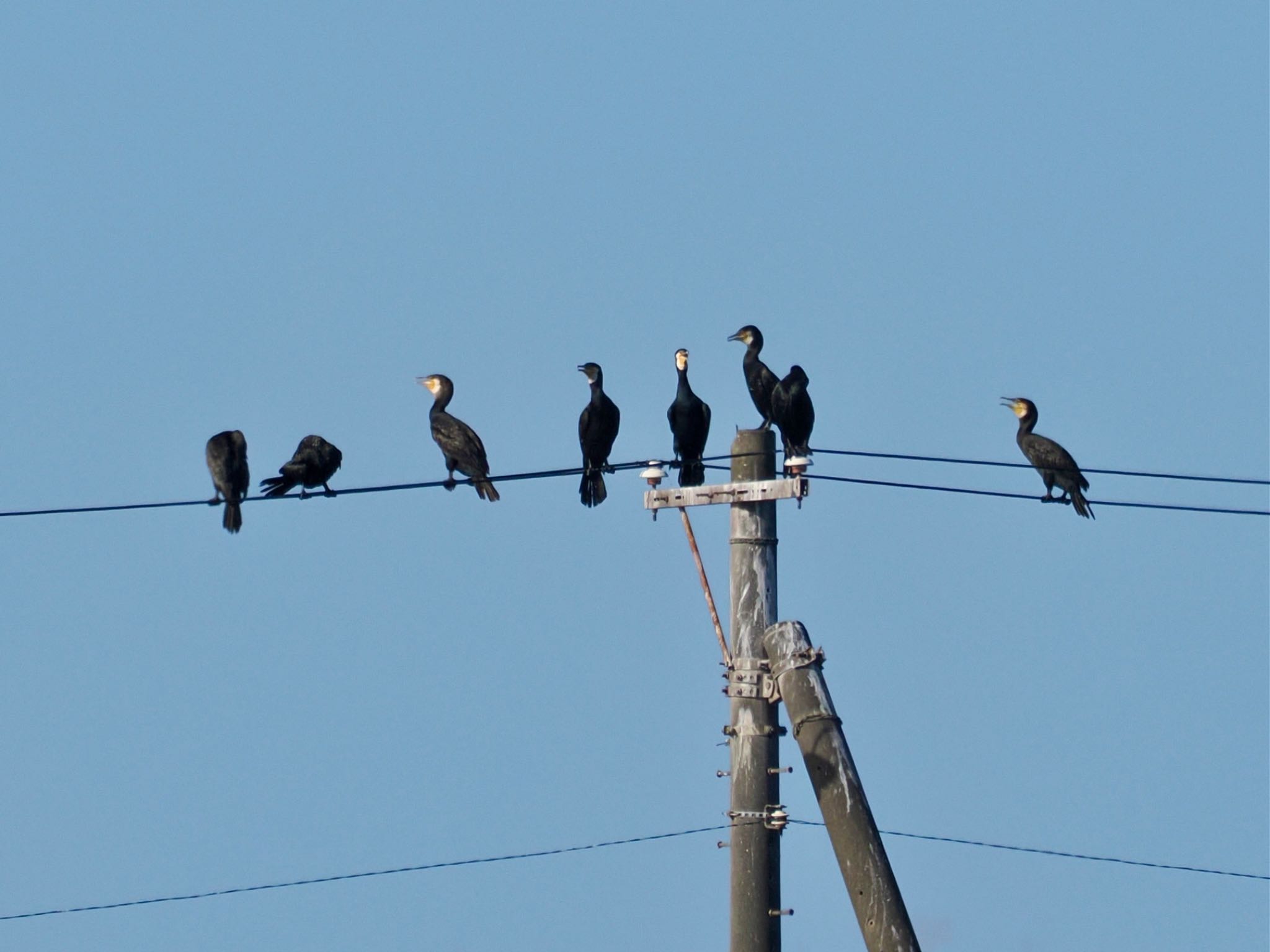 ヒレ足のカワウがどうやって電線に止まる？しかもみんなで