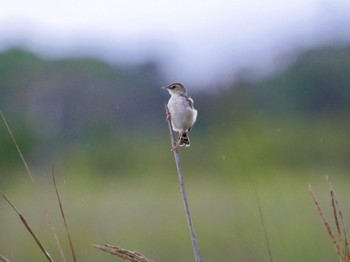 2023年8月10日(木) 小櫃川河口の野鳥観察記録