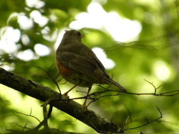 2023年7月29日(土) 西臼塚の野鳥観察記録