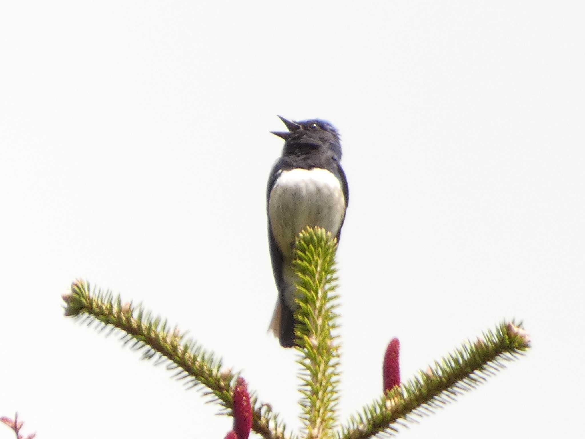 Blue-and-white Flycatcher