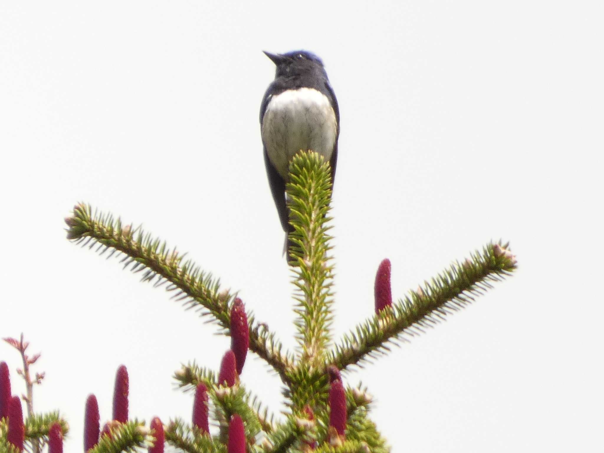 Blue-and-white Flycatcher